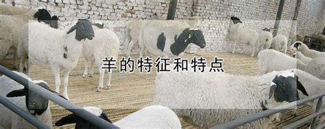羊的特征 好的擺